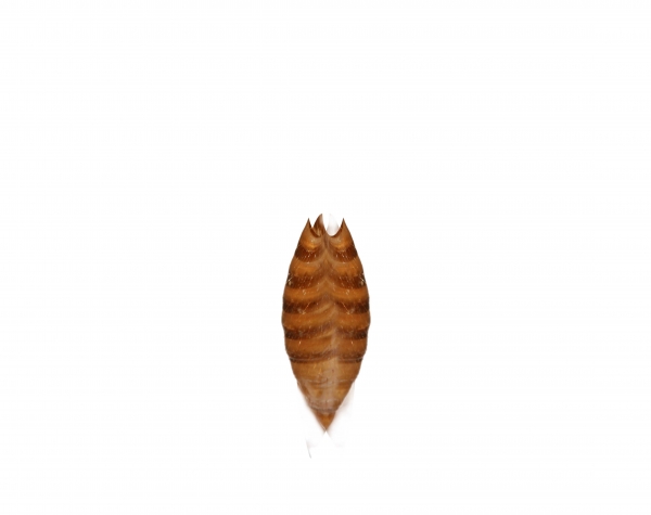 Creation of Butter-Spider-Fly Fozzil: Step 6